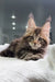 Adorable Tabby Maine Coon kitten named Storm in a cozy pose, ready for play