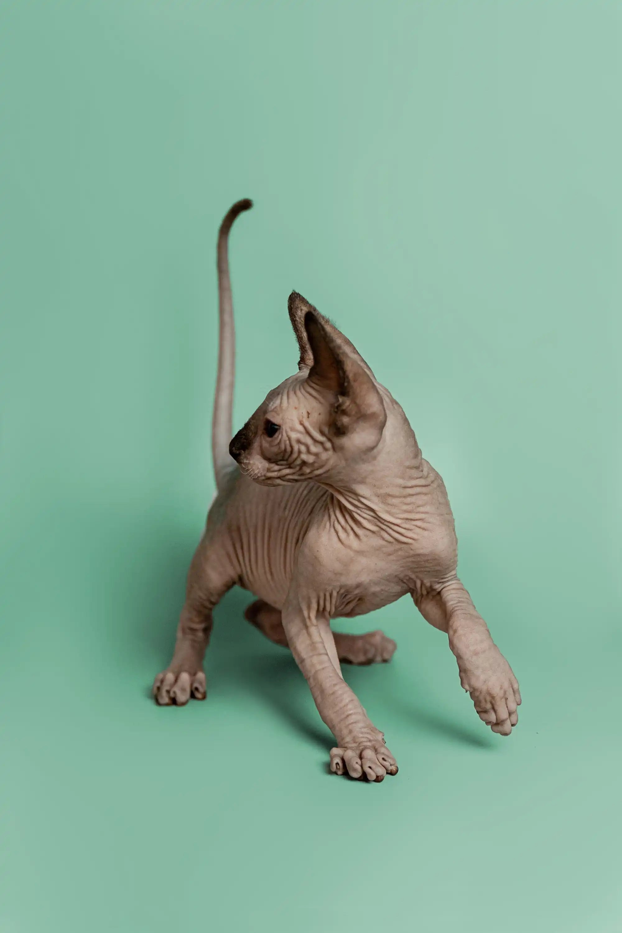 Sphynx Cats and Kittens for Sale Storm | Kitten