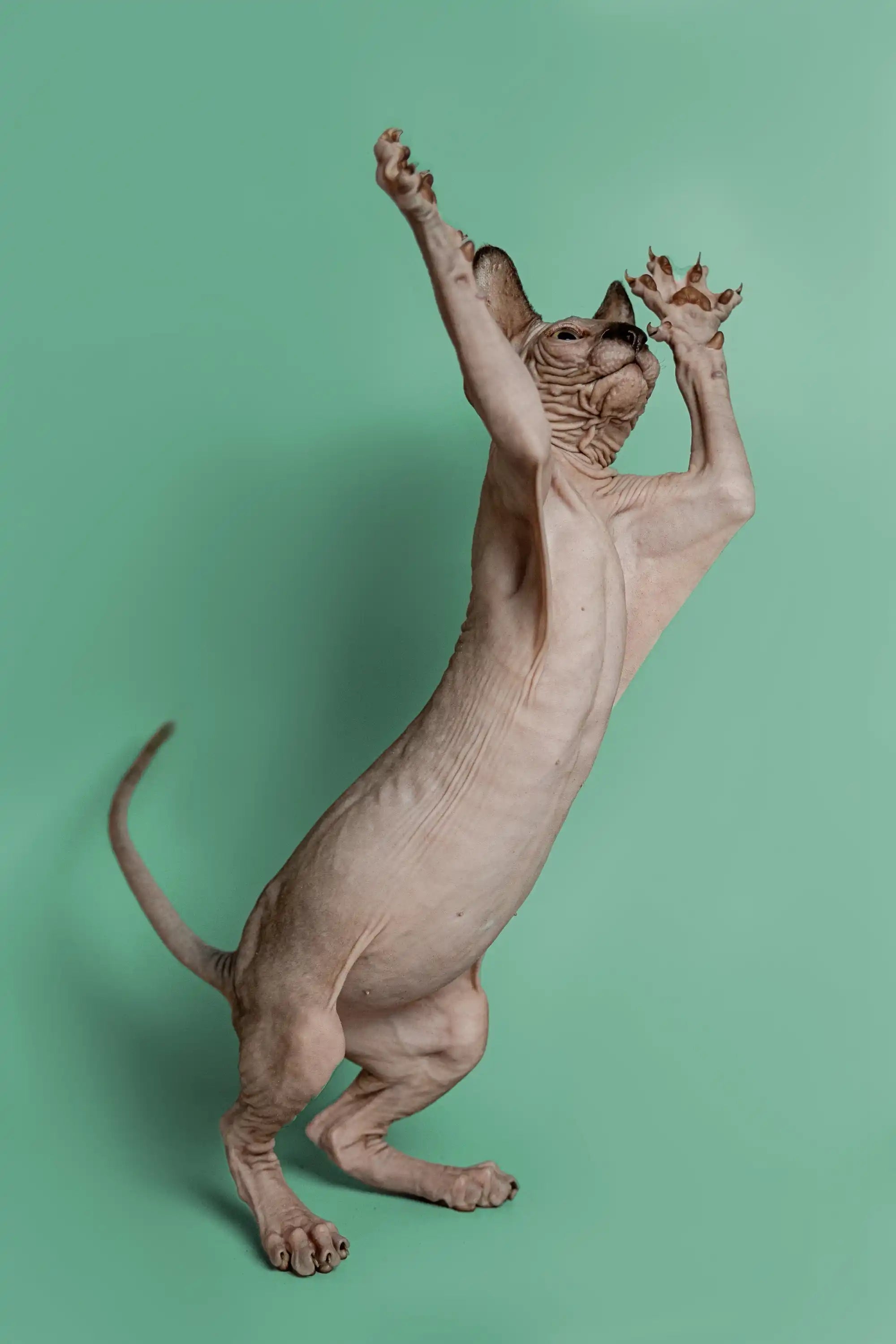 Sphynx Cats and Kittens for Sale Storm | Kitten