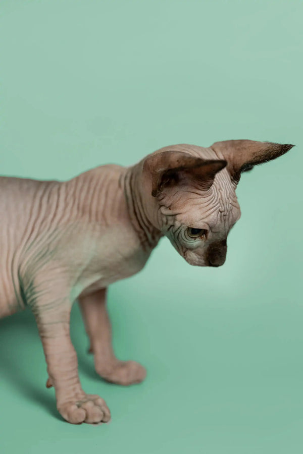 Adorable Hairless Sphynx kitten with large ears, a wonderful companion for any home