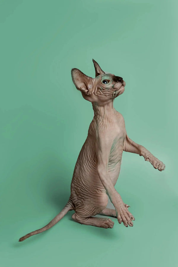 Upright Hairless Sphynx Kitten, Storm, is a wonderful companion with a playful pose