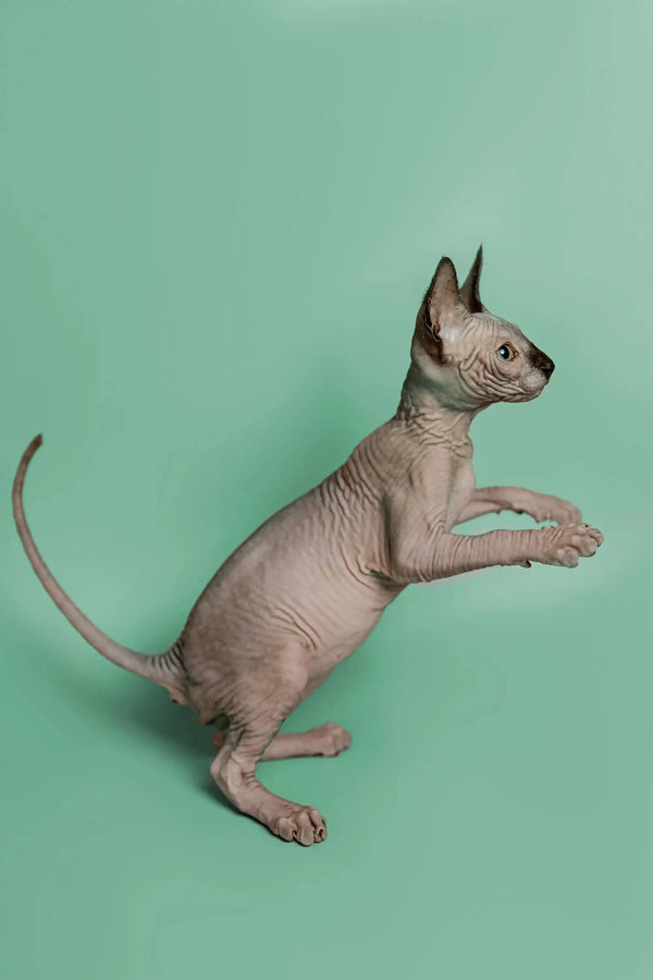 Hairless Sphynx kitten Storm standing on hind legs, a wonderful companion
