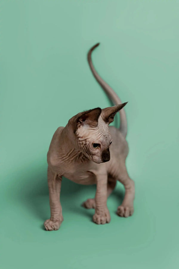 Adorable Hairless Sphynx kitten with big ears, a wonderful companion named Storm
