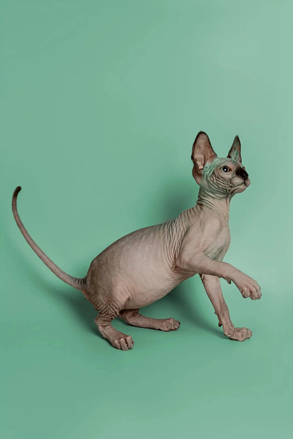 Playful Hairless Sphynx kitten with big ears and wrinkled skin, a wonderful companion