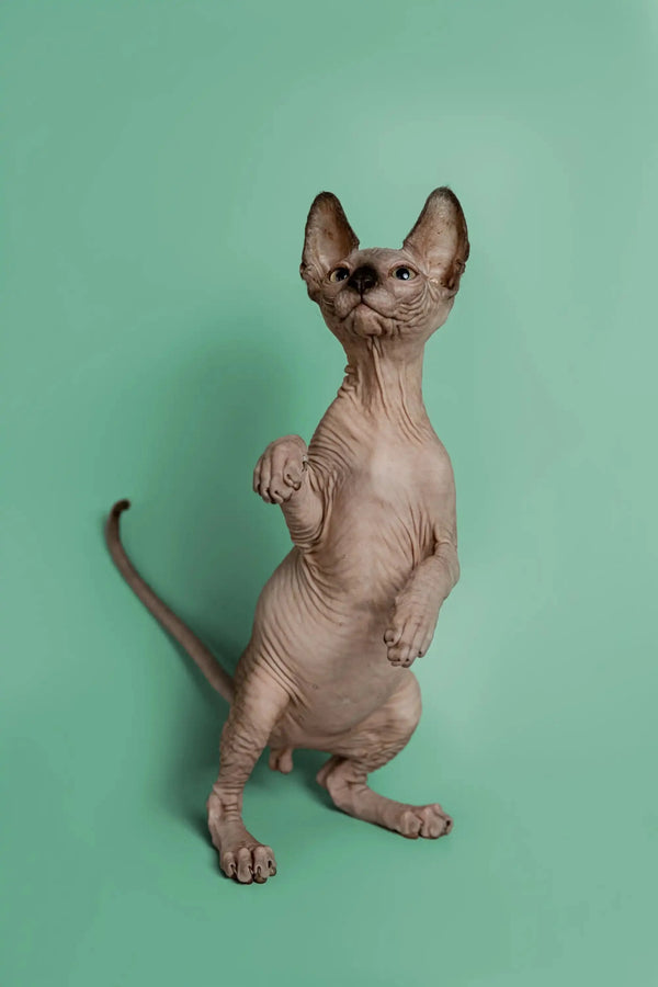 Hairless Sphynx kitten Storm standing on hind legs, a wonderful companion for any home