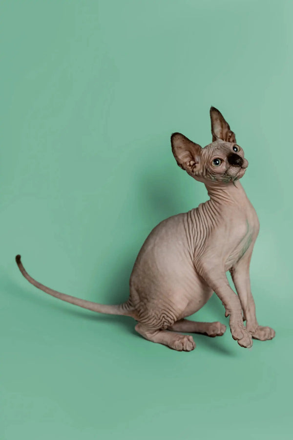 Hairless Sphynx kitten Storm, a wonderful companion with large ears, sitting upright