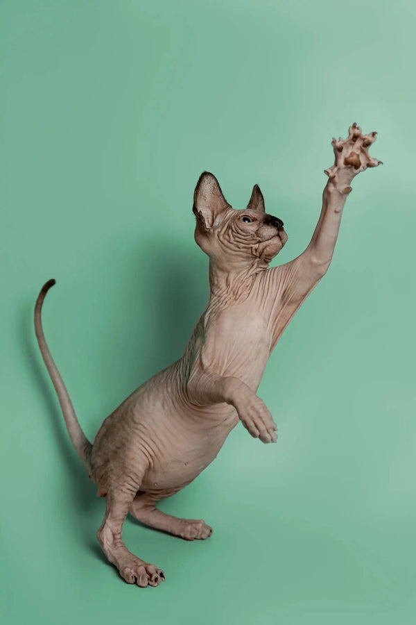 Hairless Sphynx kitten stands on hind legs, a wonderful companion full of personality