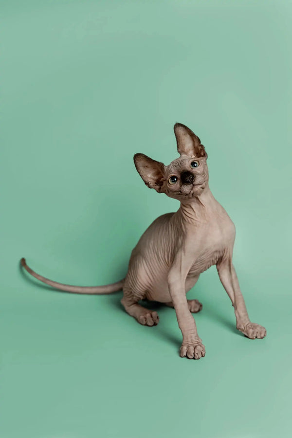 Cute Hairless Sphynx kitten with big ears, the perfect wonderful companion
