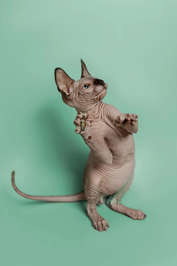 Hairless Sphynx kitten Storm standing on hind legs, a wonderful companion ready to play
