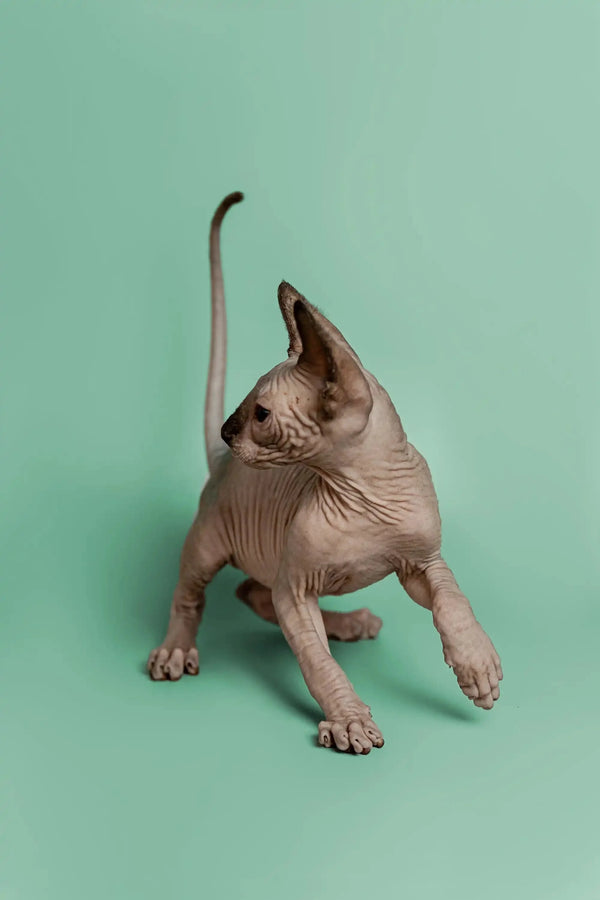 Playful Sphynx kitten, Storm, stretching with wrinkled skin, a wonderful companion