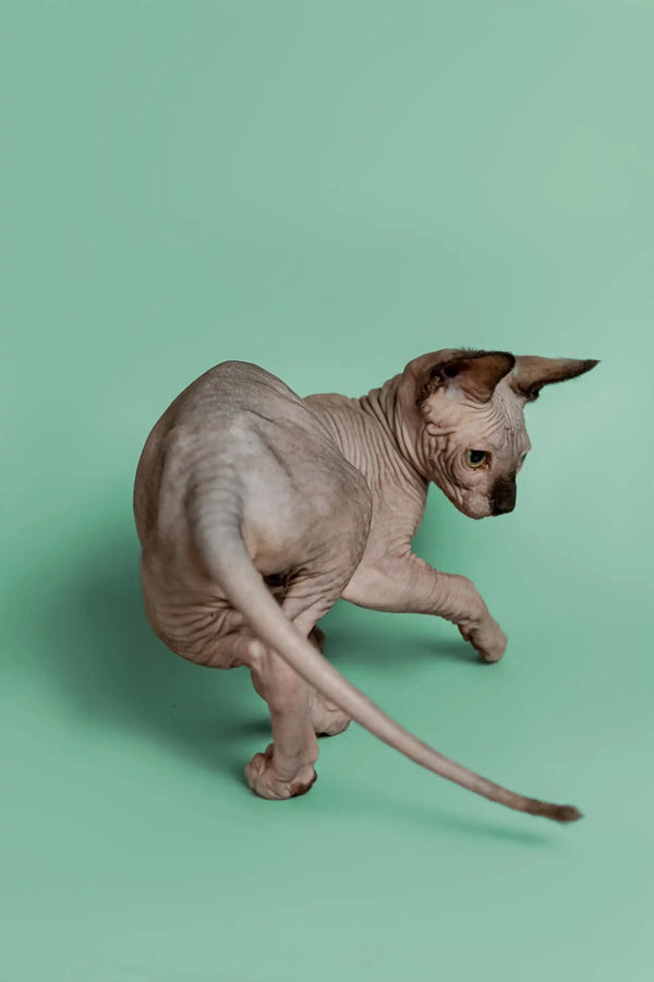 Hairless Sphynx kitten Storm sitting with tail extended, a wonderful companion