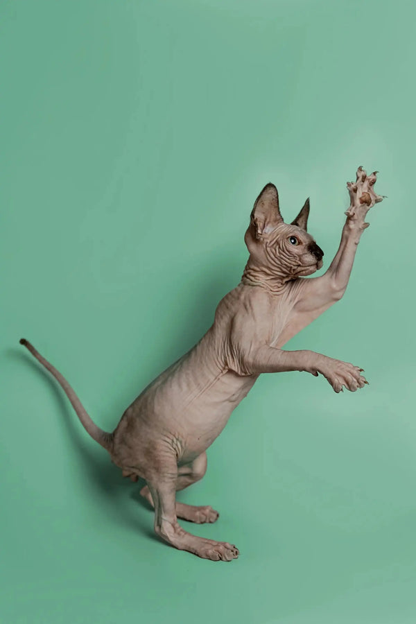 Hairless Sphynx kitten Storm, a wonderful companion, stands on hind legs with paw raised