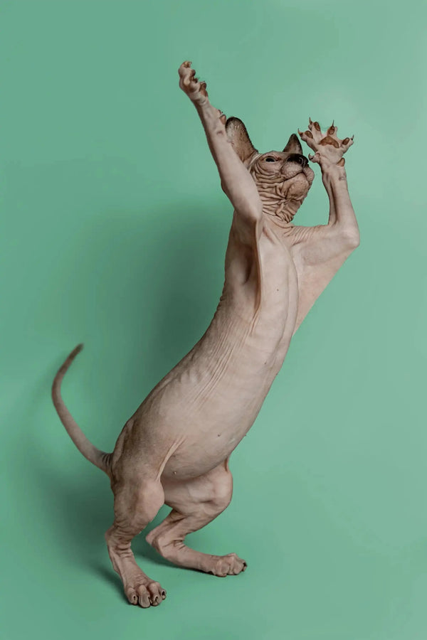 Sphynx Kitten Storm playfully standing on hind legs, a wonderful companion for all