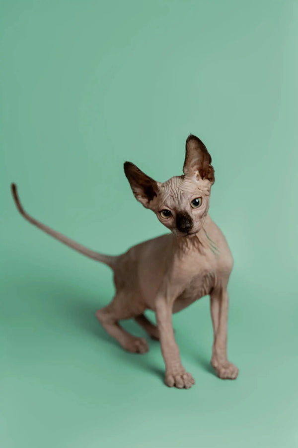Adorable Hairless Sphynx kitten Storm, a wonderful companion with big ears and wrinkles