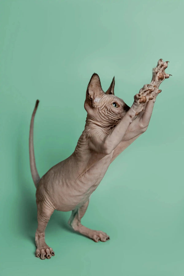 Hairless Sphynx kitten Storm standing on hind legs, a wonderful companion for all