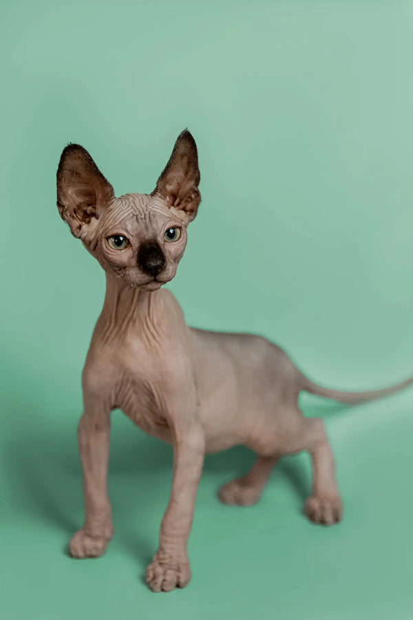 Adorable Hairless Sphynx Kitten Storm, a wonderful companion with big ears and wrinkled skin