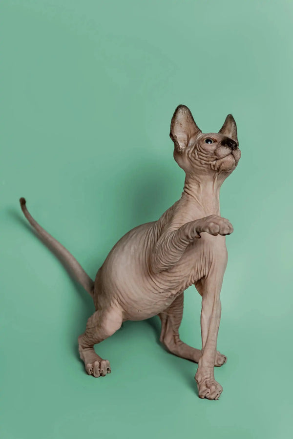 Sphynx kitten Storm stands with paw raised, a wonderful companion full of charm