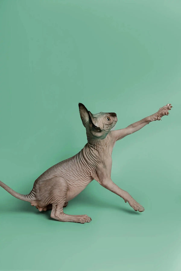 Sphynx Kitten Storm striking a dramatic pose, perfect as your wonderful companion