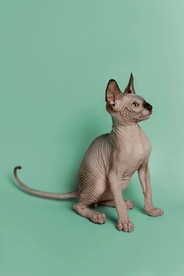 Hairless Sphynx kitten Storm sitting upright, a wonderful companion with alert ears and long tail