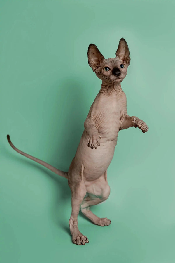 Adorable Hairless Sphynx kitten named Storm standing tall, a wonderful companion
