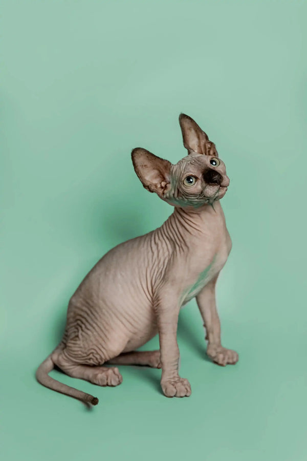 Hairless Sphynx kitten Storm, a wonderful companion with big ears and wrinkled skin