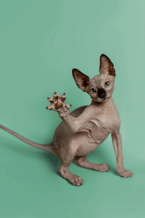Hairless Sphynx kitten Storm with big ears and playful pose, a wonderful companion