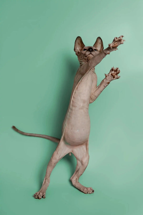 Sphynx kitten Storm playfully standing on hind legs, a wonderful companion