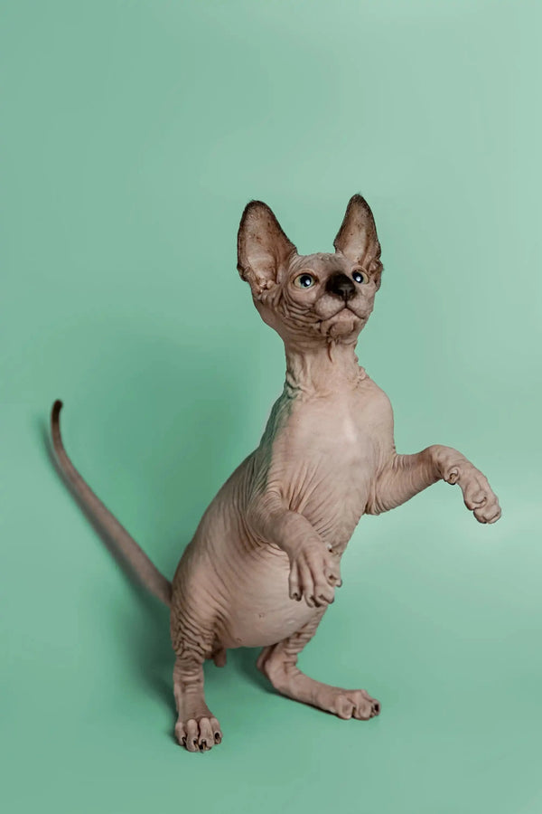 Hairless Sphynx kitten Storm standing on hind legs, a wonderful companion for any home