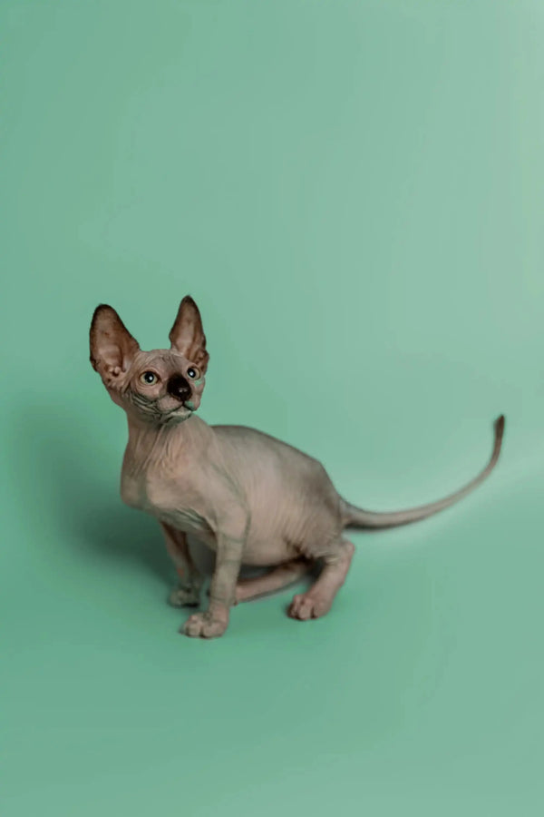 Hairless Sphynx kitten named Storm, a wonderful companion with large ears and a thin tail