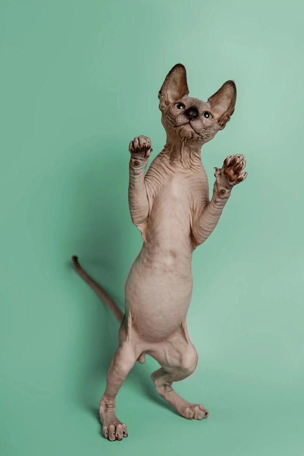 Hairless Sphynx kitten Storm standing on hind legs, a wonderful companion