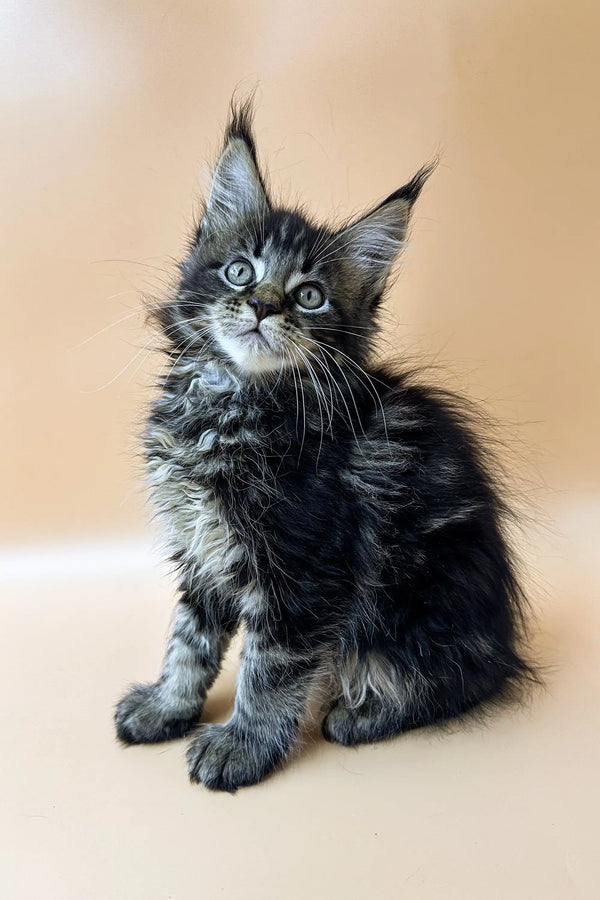 Adorable Maine Coon kitten with fluffy fur and unique ear tufts from Straik