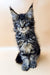 Cute Maine Coon kitten with blue eyes and fluffy multi-colored fur from Straik