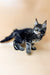 Maine Coon kitten with cute ear tufts and fluffy coat in Straik product display