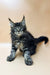 Cute Maine Coon kitten with fluffy coat and ear tufts from Straik Maine Coon Kitten