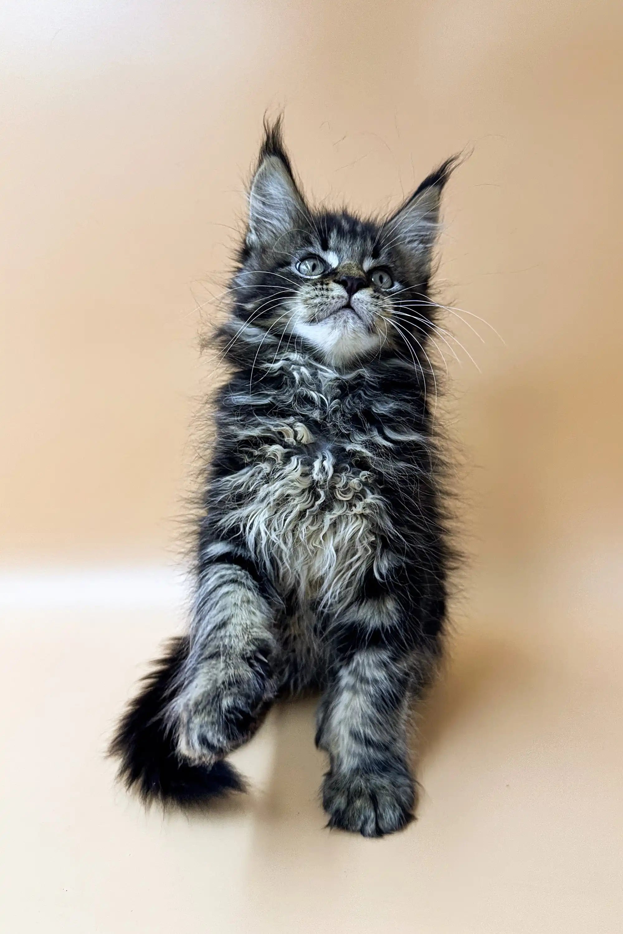 Maine Coon Kittens for Sale Straik | Kitten