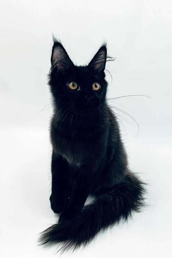 Black Maine Coon kitten Sultan with fluffy fur and striking yellow eyes