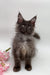 Fluffy gray Maine Coon kitten with pointed ears by pink flowers