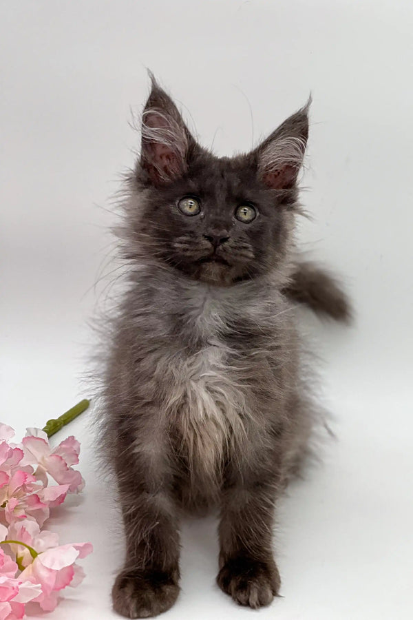 Fluffy gray Maine Coon kitten with pointed ears and bright eyes, perfect for cuddles