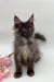 Fluffy gray Maine Coon kitten with ear tufts in the Sultana product line