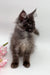 Fluffy gray Maine Coon kitten with alert ears and bright eyes ready for a new home