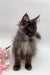 Fluffy gray Maine Coon kitten with bright eyes by pretty pink flowers