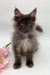 Fluffy gray Maine Coon kitten with pointed ears and alert eyes for Sultana