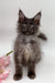 Fluffy gray Maine Coon kitten with ear tufts, perfect for any cat lover’s collection