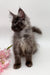 Fluffy gray Maine Coon kitten with big ears beside pink flowers