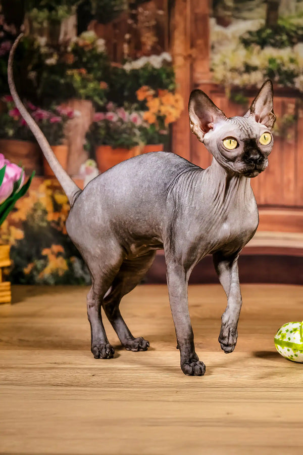 Sun | canadian sphynx kitten