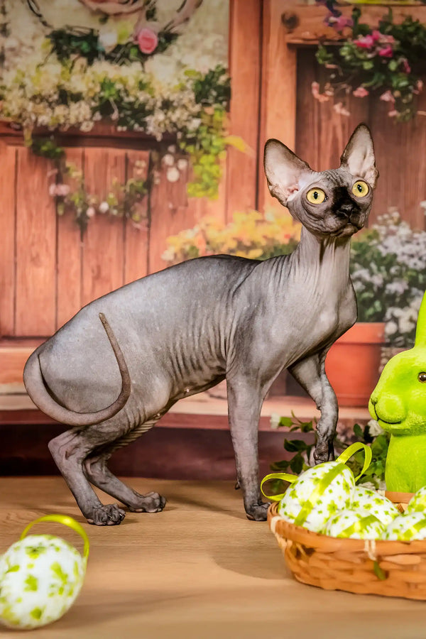 Sun | canadian sphynx kitten