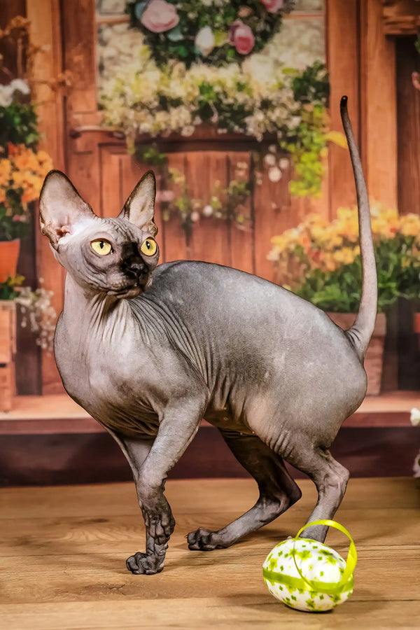 Sun | canadian sphynx kitten