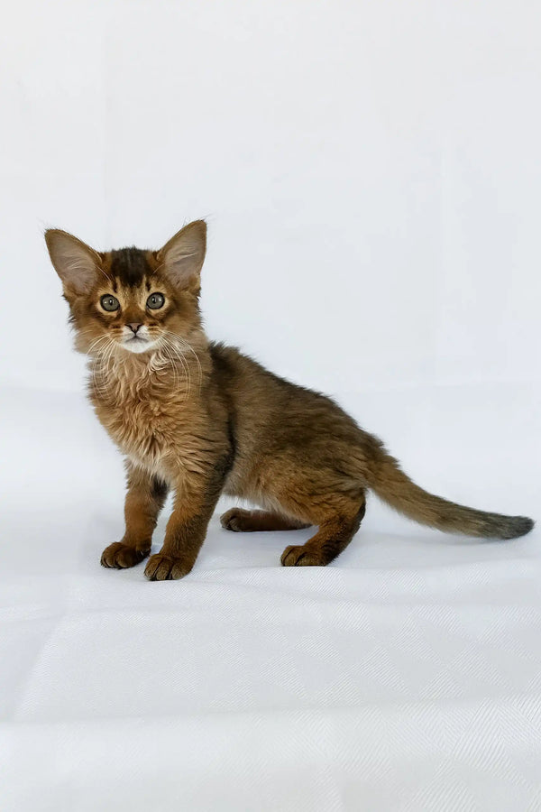 Sun | somali kitten