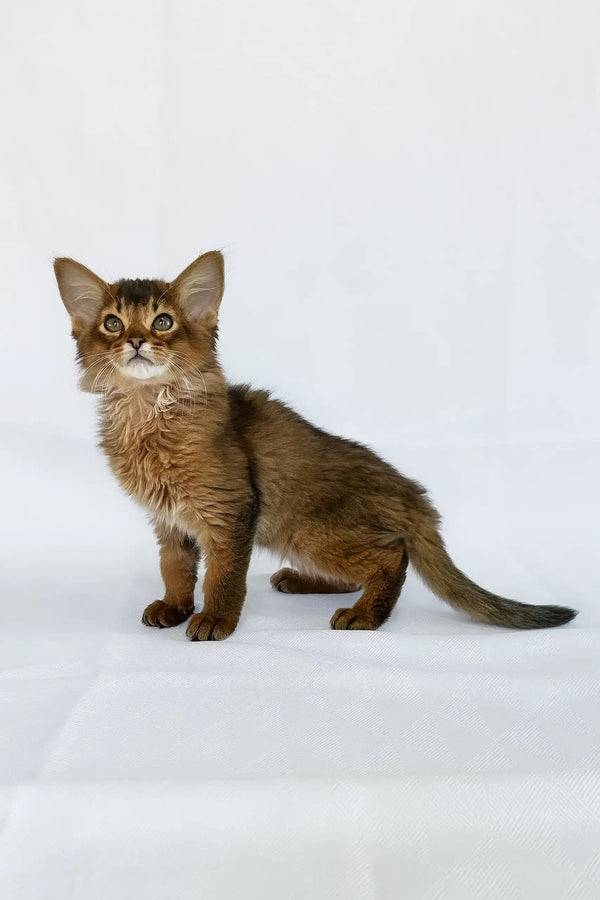 Solimal Kitty Sun the Somali Kitten with Warm Ruddy Coat