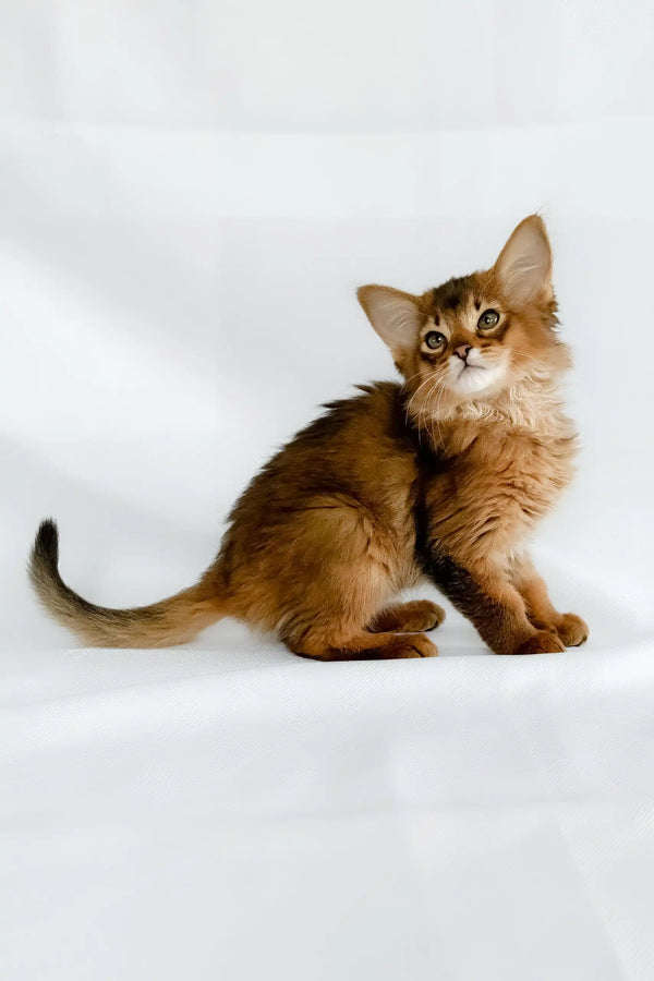 Sun | somali kitten